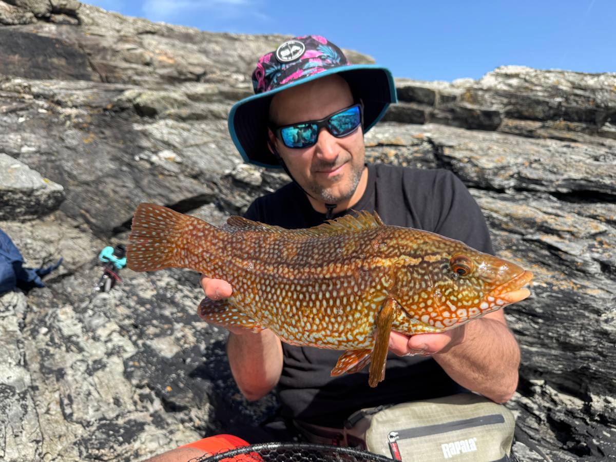 Lure fishing for wrasse
