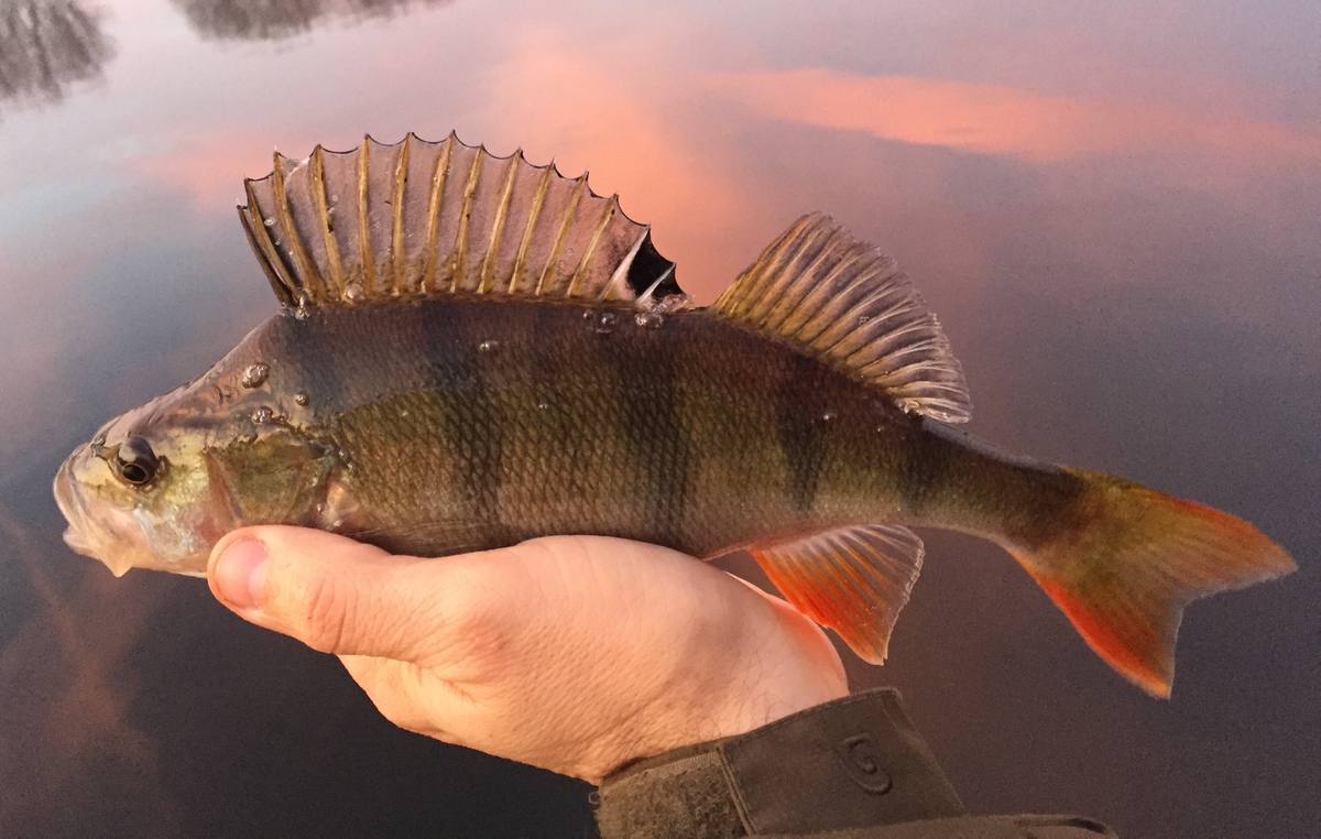 Lure Fishing Hertfordshire