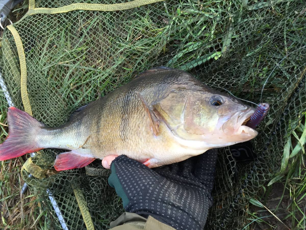 Perch