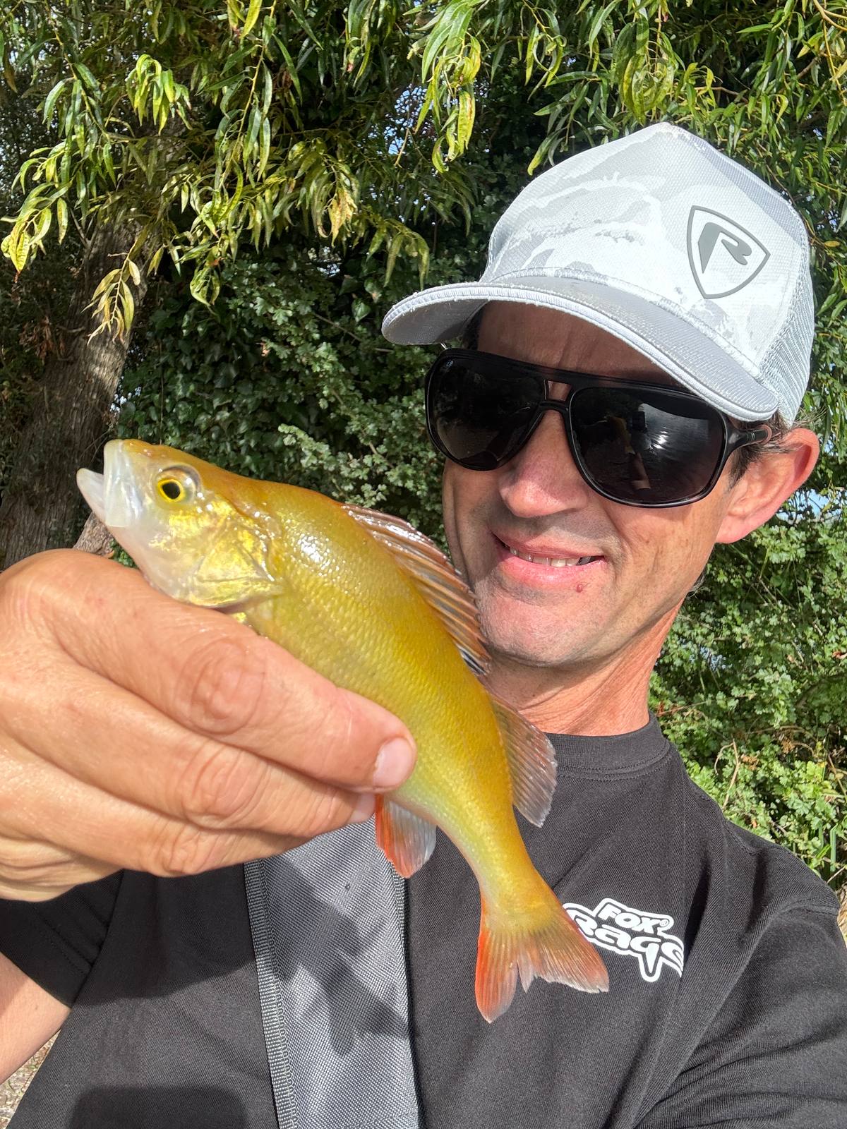 Yellow perch on lures