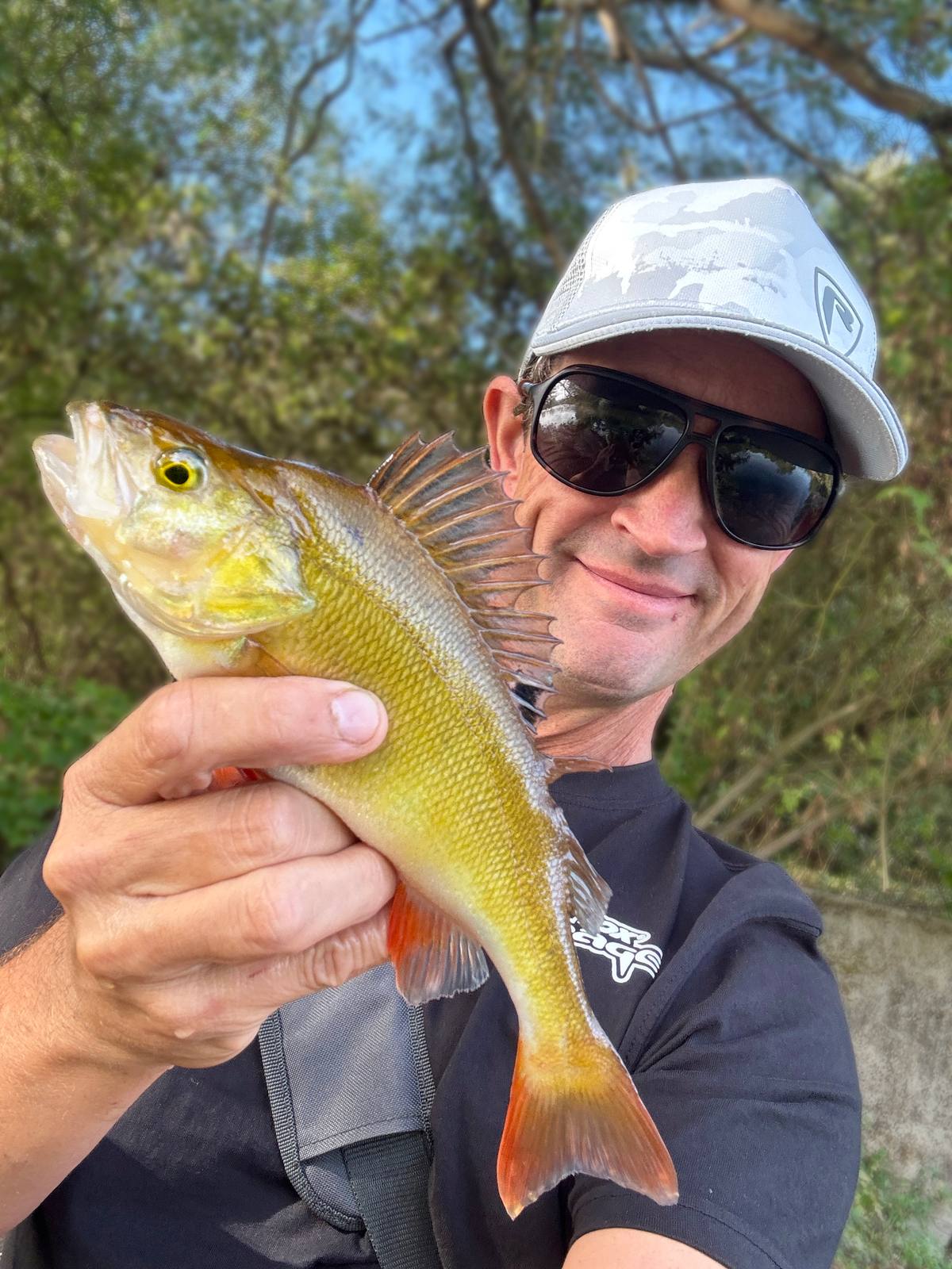 Yellow perch uk